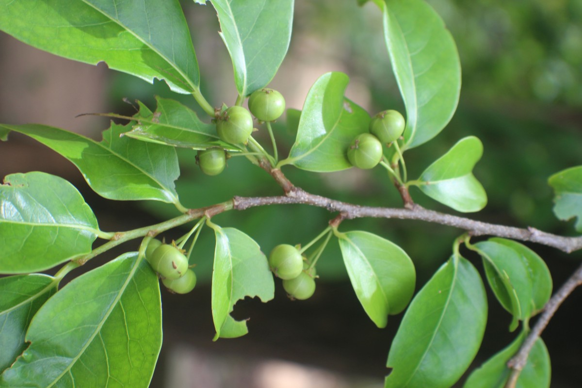 Margaritaria indica (Dalzell) Airy Shaw